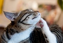 Zeckenschutz f&uuml;r Katzen - Foto: Franziska Gabbert/dpa-tmn