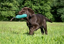 Dummy-Training mit Welpen - Benjamin Nolte/dpa-tmn