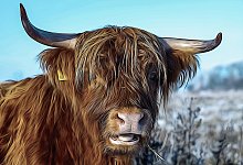 Galloway - Symbolbild: Pixabay