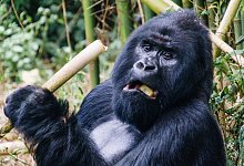 Berggorilla - Foto: Philipp Laage