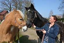 Mit der Haflinger-Zuchtstute Norina hat Warmblut Sheik seine große Liebe gefunden. Die beiden Pferde sind unzertrennlich. Wo sie ist, will auch er sein. - Karin Prignitz