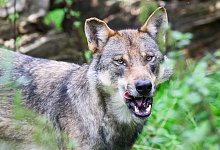 W&ouml;lfe in Niedersachsen - Julian Stratenschulte/dpa/Symbolbild