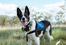 Sp&uuml;rhund in Australien - Foto: Tyson Mayr/IFAW/dpa