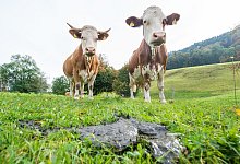 Schweizer Museum Tierkot - Foto: picture alliance / Marc M&uuml;ller/dpa