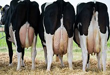 Milchk&uuml;he - Sebastian Kahnert/Archiv