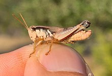 Grash&uuml;pfer - JoVonn Hill/dpa