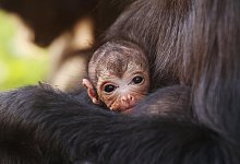 Klammeraffen-Nachwuchs - Foto: Joe Pepler/Chessington World Of /PA Media/dpa