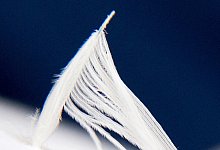 Daunenm&auml;nteln - Foto: Andrea Warnecke/dpa-tmn