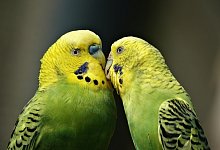 wellensittich - Symbolbild:Pixabay