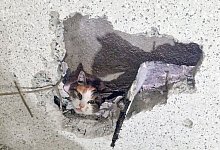 Feuerwehr rettet Katze - Feuerwehr Moers/dpa