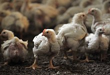 33288580 - Picture Alliance