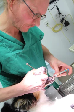 F&uuml;r ein ordentliches Gebiss: Klaus Flaig zeigt, wo die Dehnschraube eingesetzt wird, die die Zahnstellung korrigieren soll. - &copy; Freya K&ouml;hring