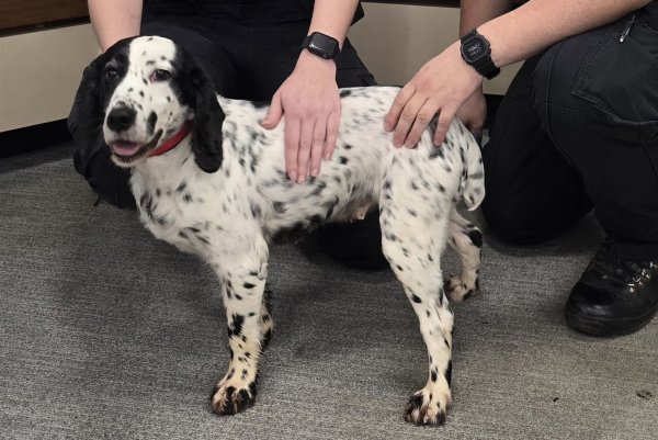 Acht Jahre war Daisy verschwunden. - © Surrey Police/PA Media/dpa