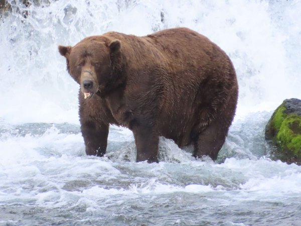 Wird er das Rennen machen?: Braunbär 32 mit Namen Chunk wiegt über 500 Kilogramm und hat eine auffällige Narbe auf der Schnauze. - © T. Carmack/Katmai-Nationalpark/dpa