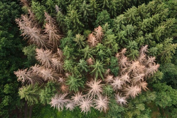 Vor allem im Harz, im Bergischen Land und in Thüringen ist der Waldrückgang besonders groß. (Archivbild) - © Sebastian Kahnert/dpa-Zentralbild/dpa