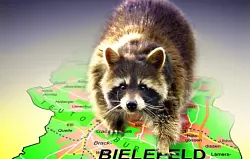 Die ersten Waschb&auml;ren kamen &uuml;ber den Teutoburger Wald. Inzwischen haben sie sich &uuml;berall ausgebreitet. Durch die Gr&uuml;nz&uuml;ge kommen sie auch in die Stadt. Einer wurde j&uuml;ngst am st&auml;dtischen Klinikum gesichtet. - &copy; MONTAGE: ANDREAS FR&Uuml;CHT