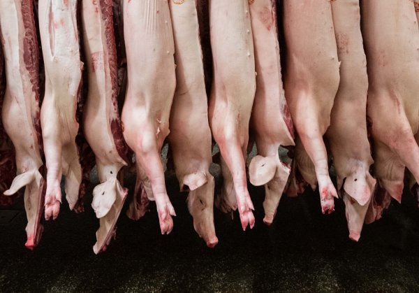 Die Schlachtmenge bei Schweinefleisch steigt um 1,9 Prozent. (Archivbild) - © Mohssen Assanimoghaddam/dpa