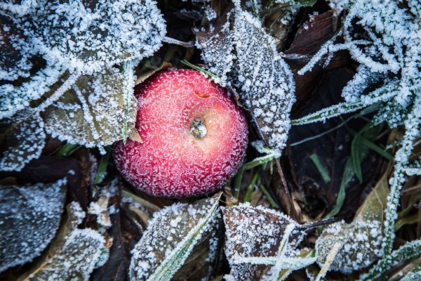 Jetzt ist ein guter Zeitpunkt, um die Pflanzen im Garten auf den Frühling vorzubereiten. - © Christin Klose/dpa-tmn