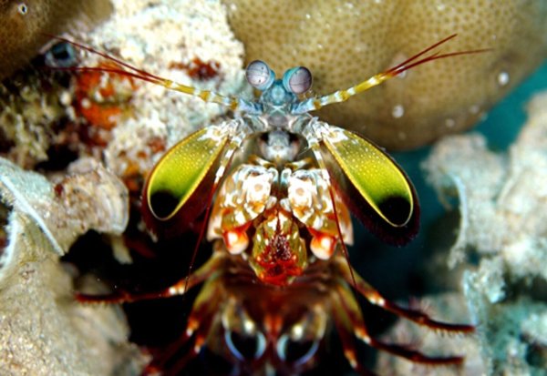 Mit ungeheurer Wucht zerschlagen Fangschreckenkrebse die Schalen von Schnecken und Muscheln oder töten Fische. - © Andy Law/Northwestern University/dpa