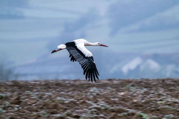 Viele Störche ziehen im Winter nur noch bis Spanien oder Südfrankreich und sind bei günstiger Wetterlage schnell zurück in den Brutgebieten. - © Pia Bayer/dpa