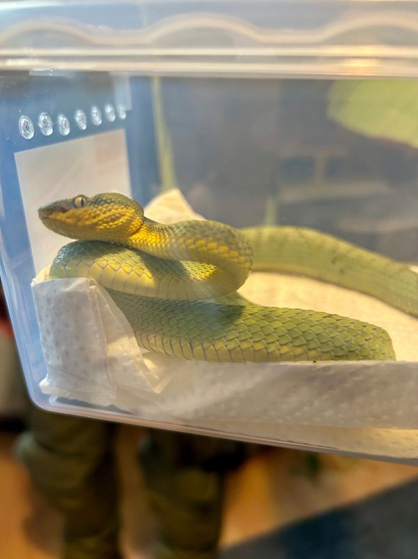 Der Wohnungsinhaber konnte keine gültigen Papiere für die Tiere vorlegen. (Foto Handout) - © Zollfahndungsamt Essen/dpa