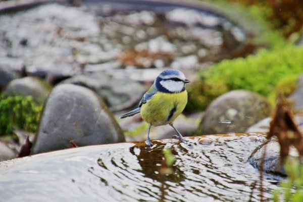 Für ein kühles Bad bei Hitze - © Foto: Ruth Reheuser
