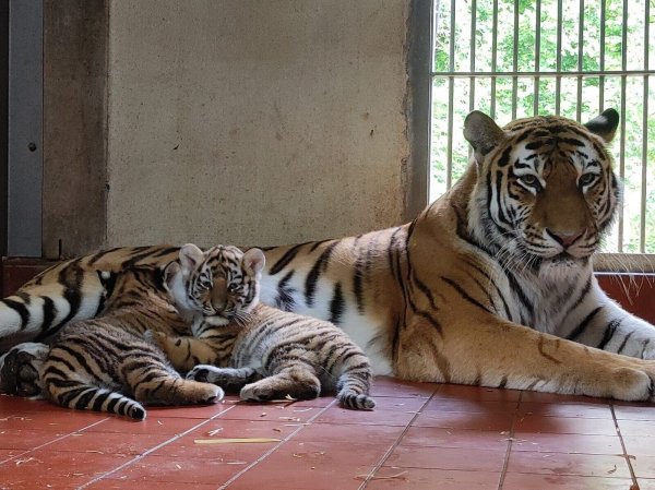 Tiger-Mutter Katinka liegt mit ihren beiden Jungen in ihrem Gehege im Kölner Zoo. - © Nr. Reißdörfer/Kölner Zoo/dpa