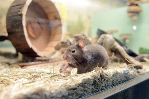Hamster brauchen Wege, um ihren natürlichen Bewegungsdrang auszuleben. Zum Beispiel ein Hamsterrad. - © Caroline Seidel/dpa-tmn