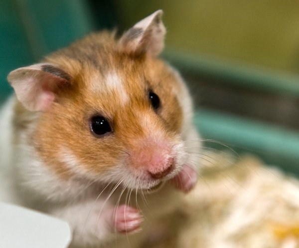 Sie sind vor allem für ihren Niedlichkeitsfaktor bekannt - Kuscheltiere sind Hamster aber nicht. - © Jens Schierenbeck/dpa-tmn