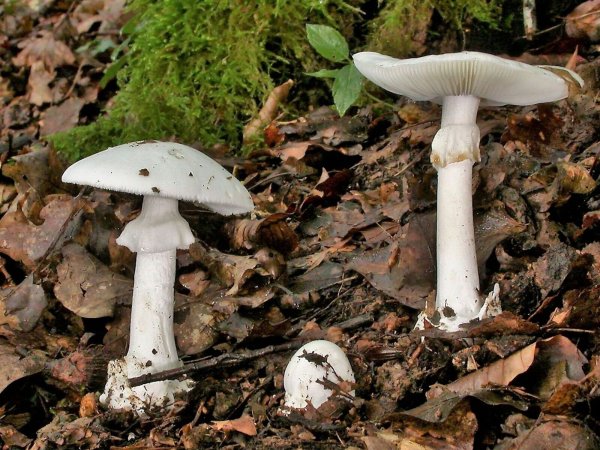 In Essen werden drei Kinder und ein Erwachsener wegen akuten Leberversagens behandelt. Sie hatten vom giftigen Knollenblätterpilz gegeseen. (Foto Archiv) - © Rainer Wald/Deutsche Gesellschaft für Mykologie e.V./dpa