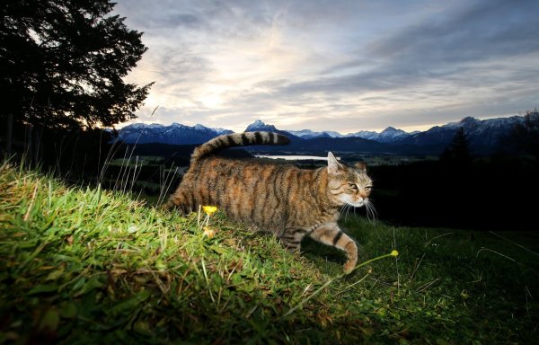 Katze unterwegs - © Foto: Karl-Josef Hildenbrand/dpa