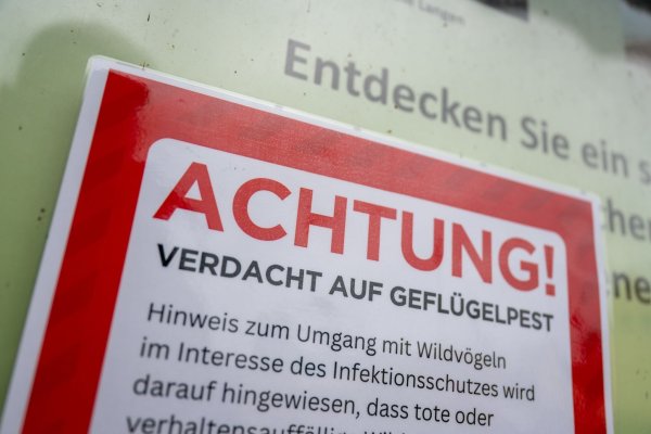 Bei einer Kanadagans in Essen wurde Vogelgrippe nachgewiesen. (Symbolbild) - © Christophe Gateau/dpa