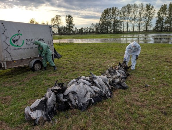 In den deutschen Rastgebieten der Kraniche sterben derzeit viele Tiere an der Vogelgrippe. - © Nobert Schneeweiß/Artenkompetenzzentrum Rhinluch/dpa