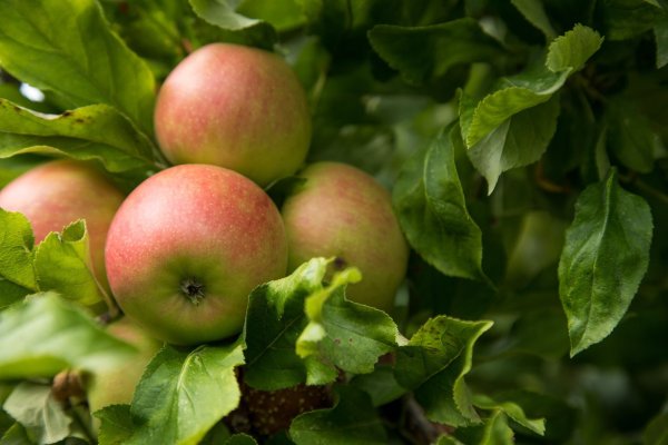 Äpfel - in der Betuwe werden viele Sorten des Kernobstes kultiviert. Sehenswert ist die Region zur Blüte - aber auch zur Erntezeit im Herbst. - © Christin Klose/dpa-tmn