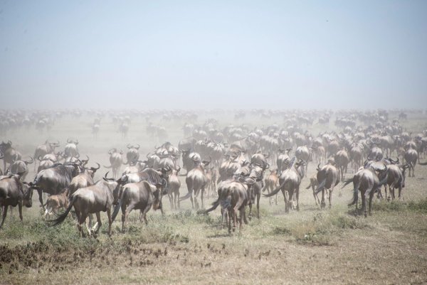 Auf der Suche nach Nahrung wandern Gnus Tausende Kilometer weit. (Archivfoto) - © Gioia Forster/dpa
