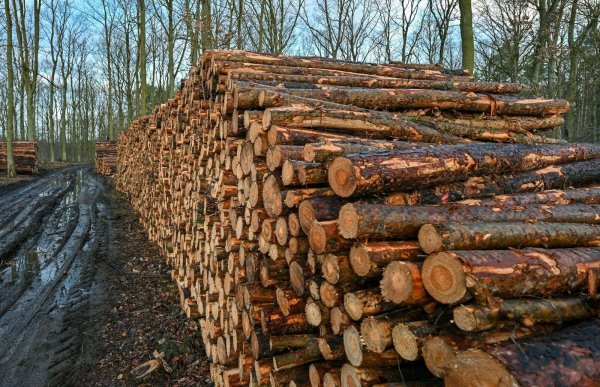 Trockenheit und Borkenkäfer setzen den Wäldern zu. - © Patrick Pleul/dpa-Zentralbild/dpa