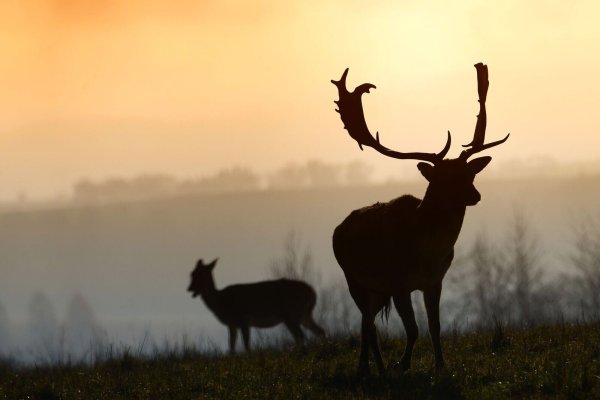 Zwei Hirsche sind aus einem Gehege entflohen. (Symbolbild) - © Slavek Ruta/ZUMA Wire/dpa