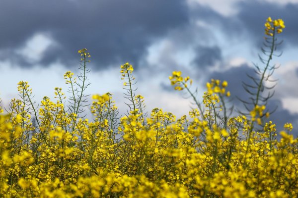 In den nächsten Tagen soll es überwiegend bewölkt bleiben. (Symbolbild) - © Christoph Reichwein/dpa