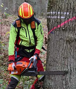 Die Holzernte in Lippes W&auml;ldern ist in vollem Gange. - &copy; Landesbetrieb Forst und Holz / Katja Niewienda