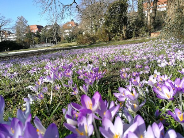 Dieses schöne Blütenmeer gibt es bereits im Salzufler Kurpark zu bestaunen. - © Freya Köhring