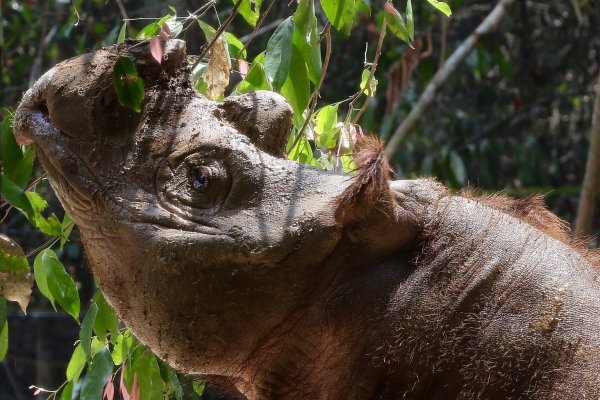 Sumatra-Nashorn - © Foto: Str/epa/dpa