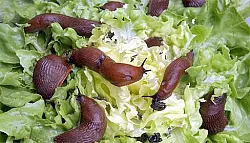 Schneckenplage - &copy; OWL