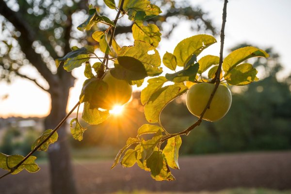 Die Sonne zeigt sich bis zur Wochenmitte noch öfter in Deutschland. - © Daniel Vogl/dpa
