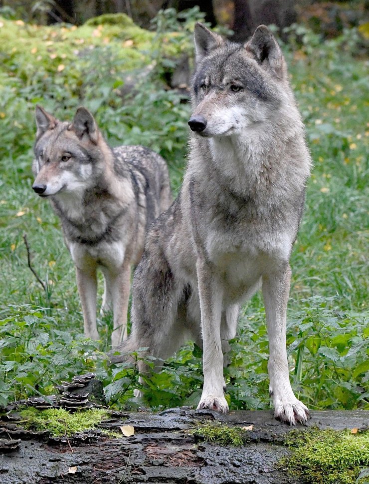 Blick auf zwei Wölfe - © Foto: Carsten Rehder