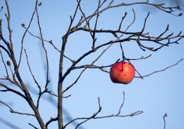 Apfel am Baum - © Foto: Frank Rumpenhorst/dpa/dpa-tmn