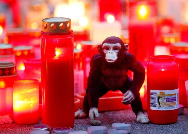 Nach dem Brand im Krefelder Zoo - © Foto: Roland Weihrauch/dpa/Archivbild