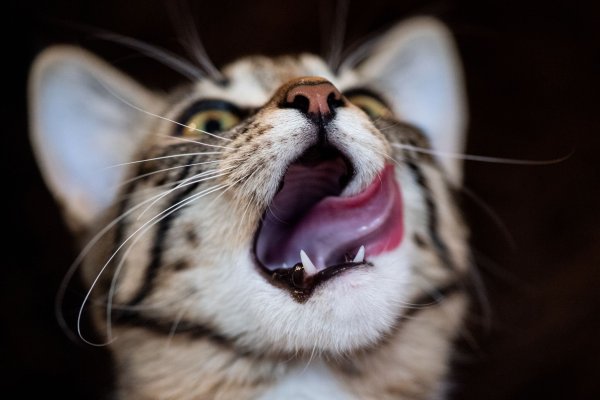 Hausmittel wie selbst gekochte Hühnerbrühe oder Katzenjoghurt sind in der Regel keine geeignete Lösung, wenn die Katze Magen-Darm-Probleme hat. - © Franziska Gabbert/dpa-tmn