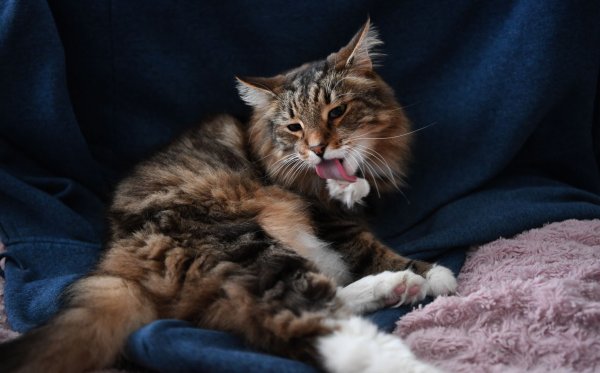 Fellpflege ist ein Muss für Katzen - doch die Haare sind schwer verdaulich und müssen irgendwann wieder raus. - © Ina Fassbender/dpa-tmn
