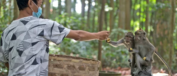 Auf der bei Touristen aus aller Welt beliebten indonesischen Insel Bali warnen die Gesundheitsbehörden vor steigenden Tollwut-Fällen. Auch Affen stellen eine Gefahr dar - aber es gibt umfassende Tollwut-Präventionsprogramme. - © Firdia Lisnawati/AP/dpa