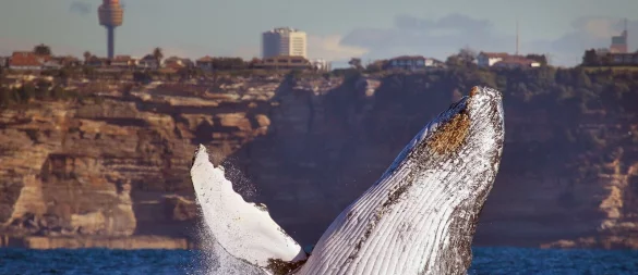 Ein Buckelwal taucht aus dem Wasser: Von Mai bis November lassen sich die Giganten vor Australiens Ostküste beobachten. - © Whale Watching Sydney/dpa-tmn